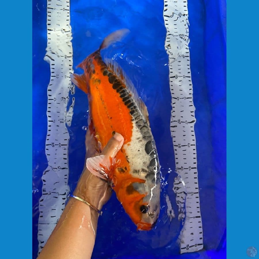 shusui jantan 40 cm~v5