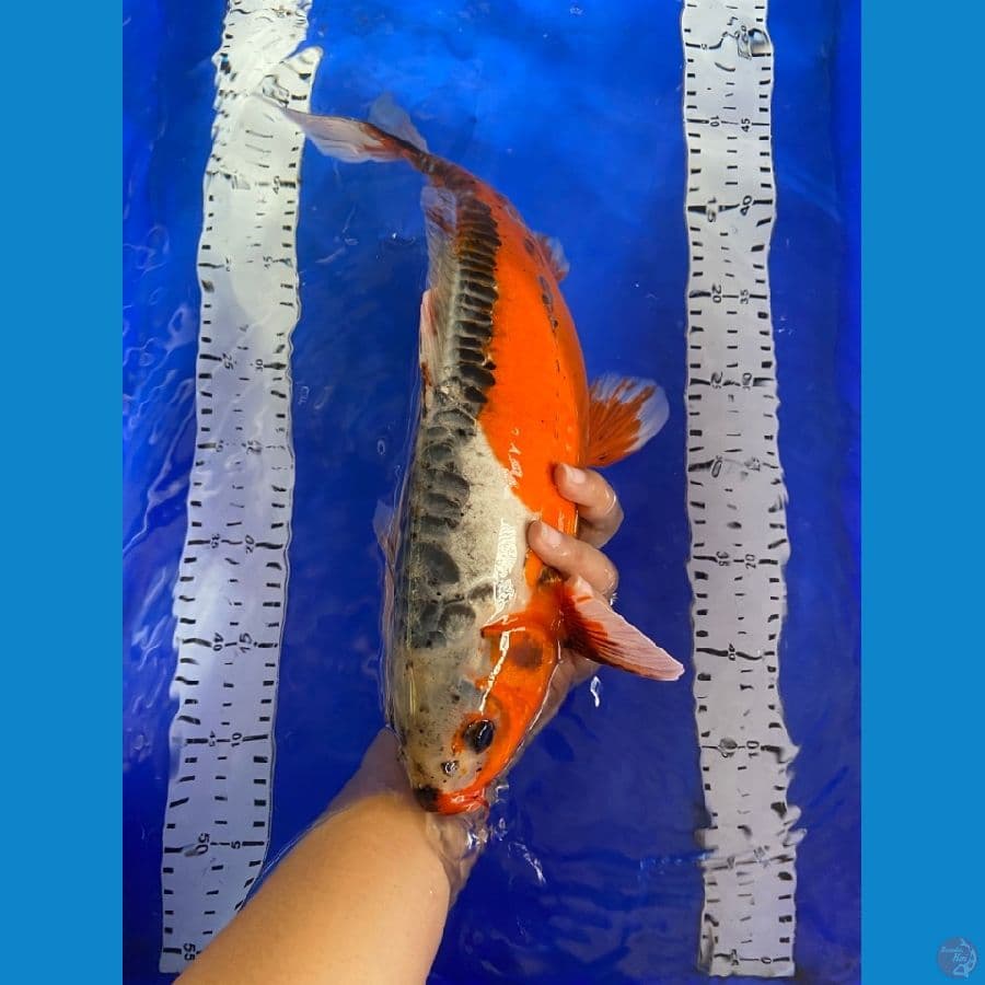 shusui jantan 40 cm~v5