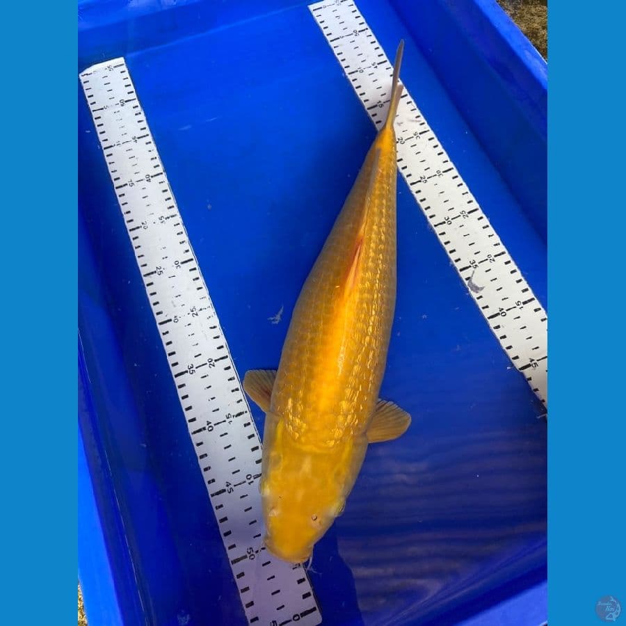 karashi ginrin 44 cm~v1