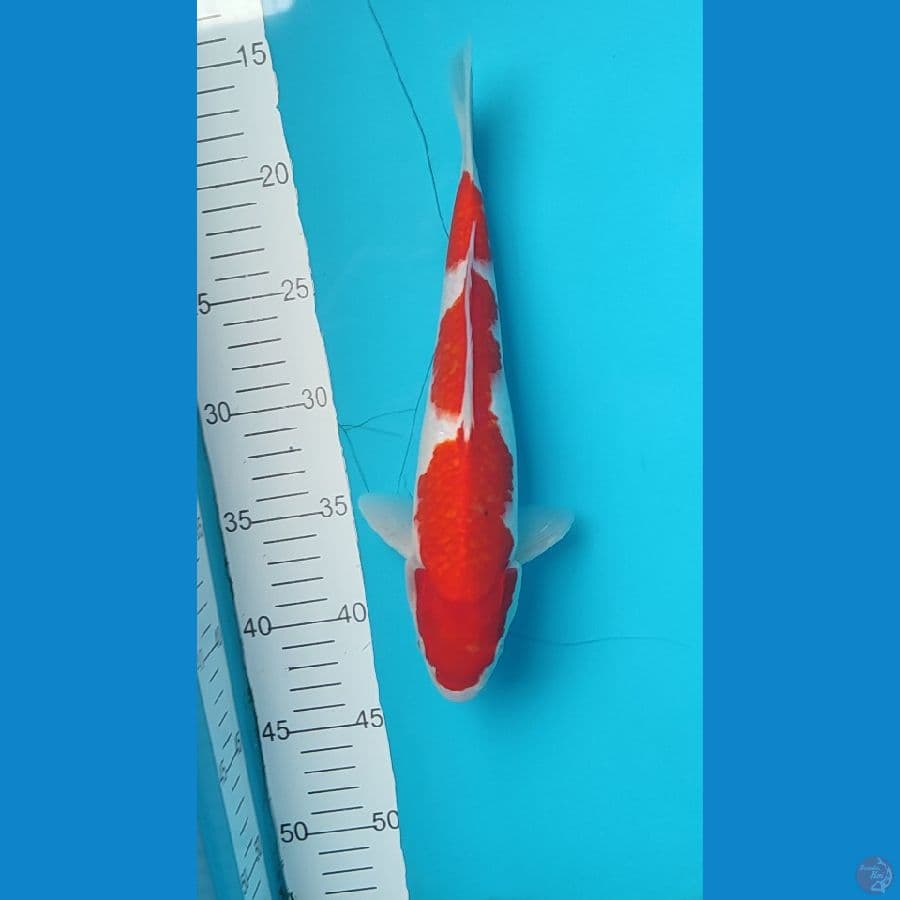 kohaku inazuma Male
