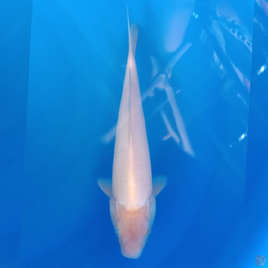 WHITE KARASHI