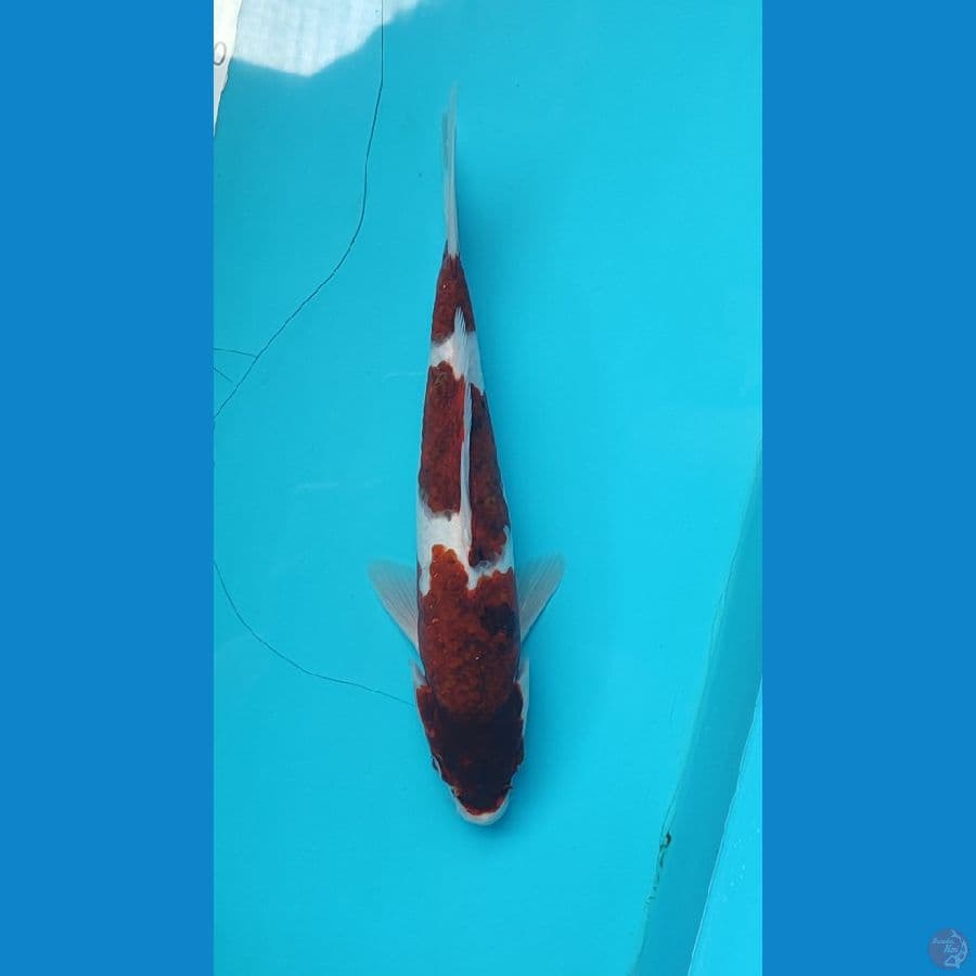 Goromo step 3 Female 27 cm