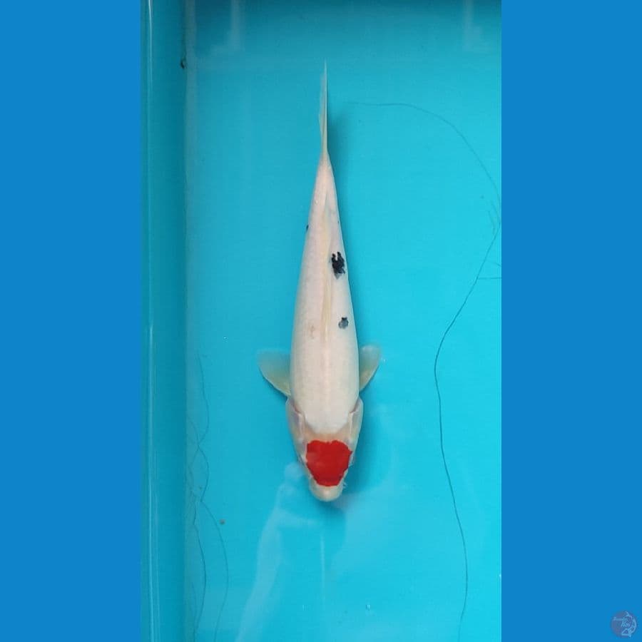 Tancho sanke female 28 cm
