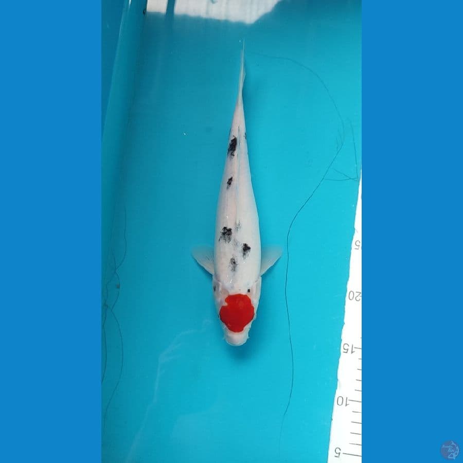 Tancho Sanke female 28 cm