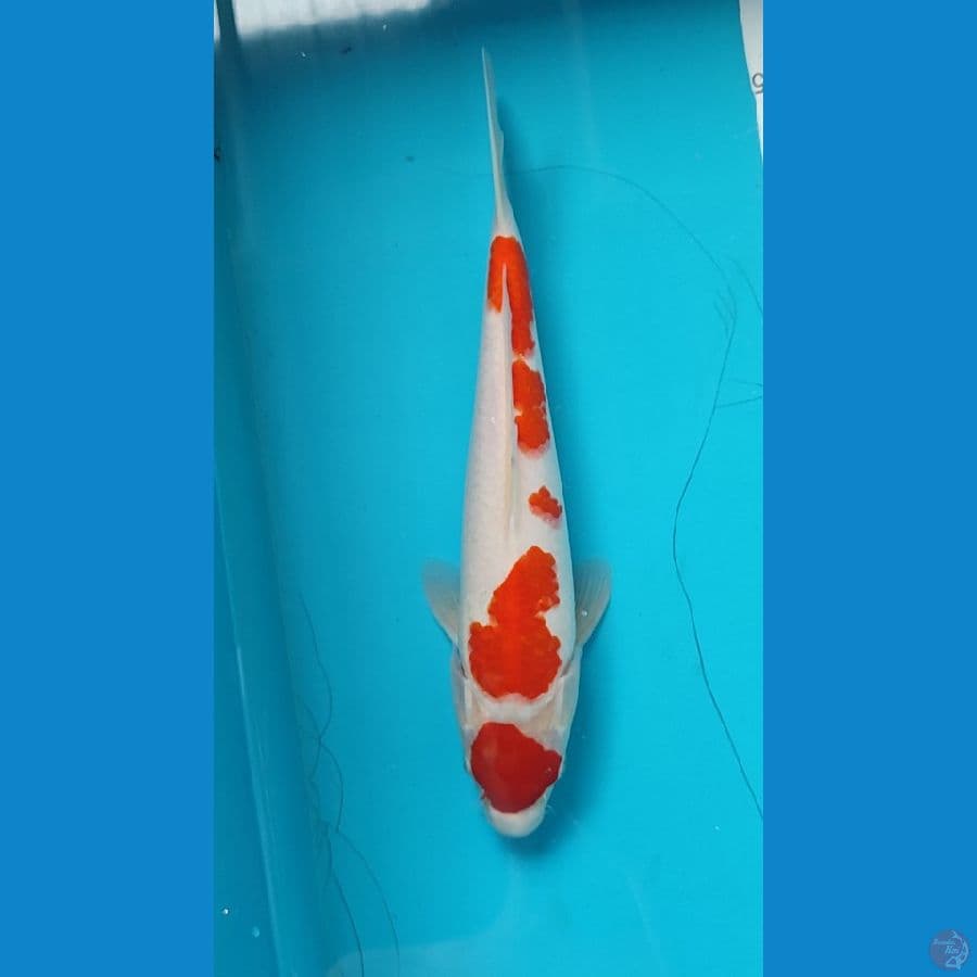 Maruten kohaku female 32 cm