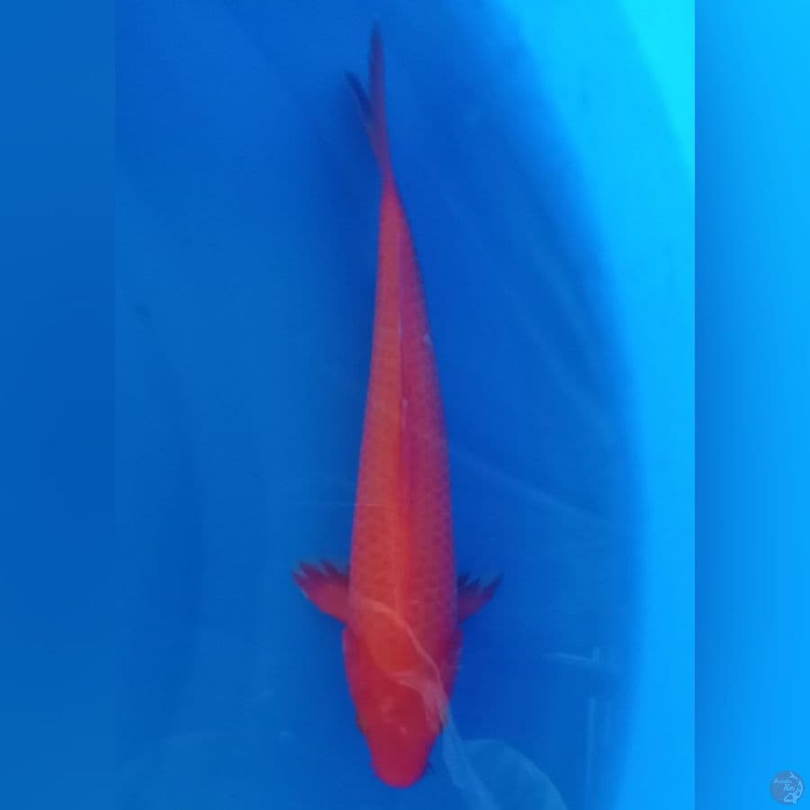 RED KARASHI MATA MERAH