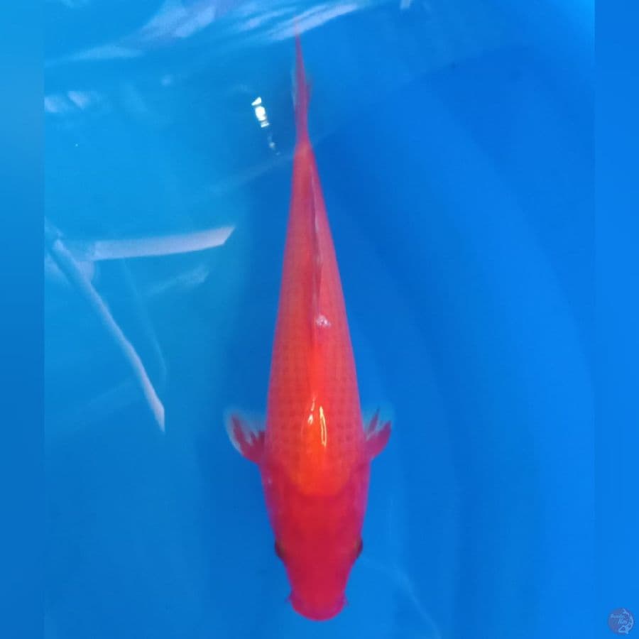 RED KARASHI