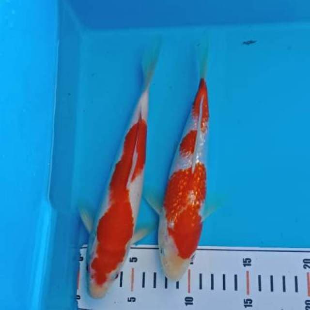 Kohaku