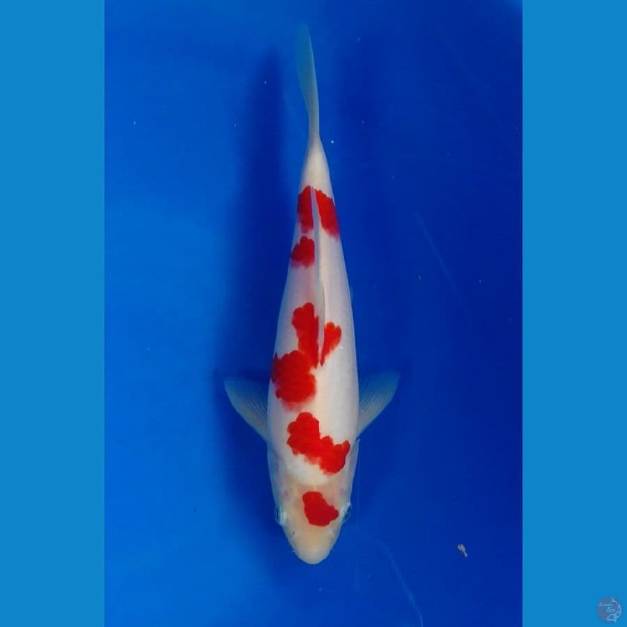 kohaku