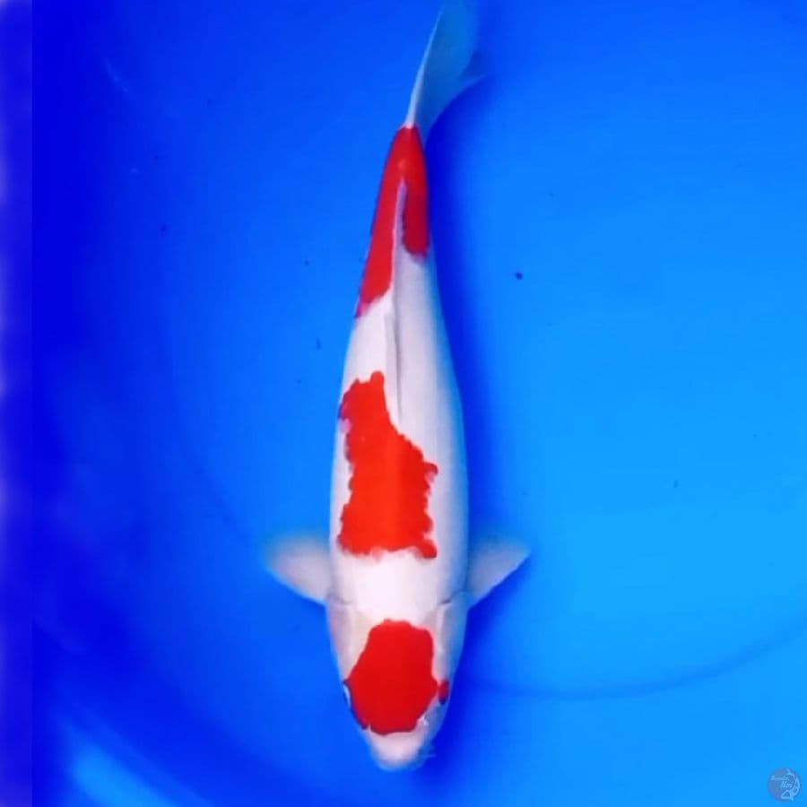 37cm MARUTEN SANDAN KOHAKU