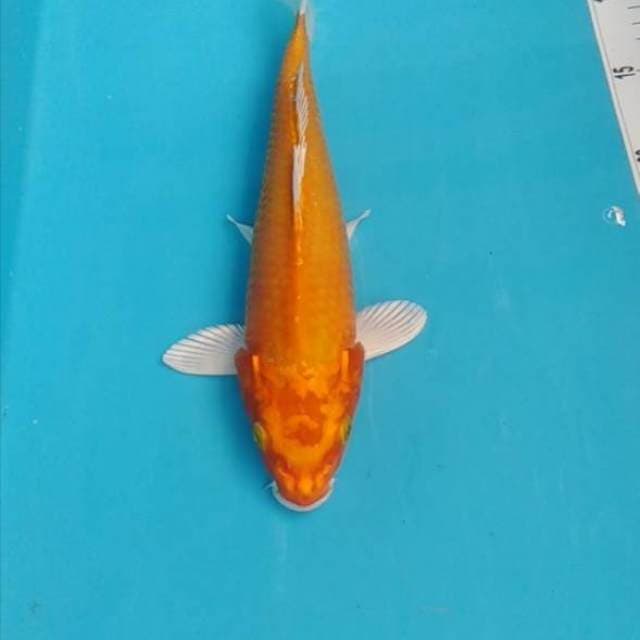 Penjinak kolam 30bu