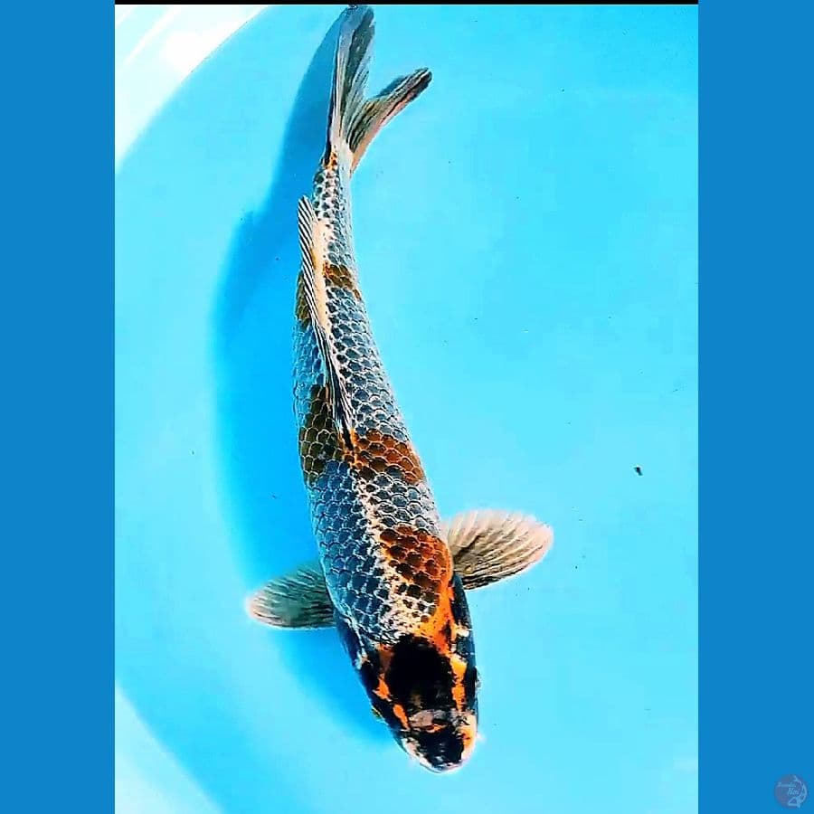 35 cm kogane ochiba male