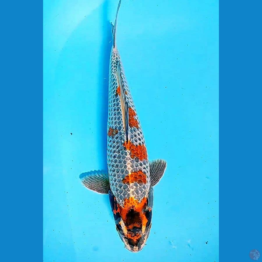 37 cm kogane