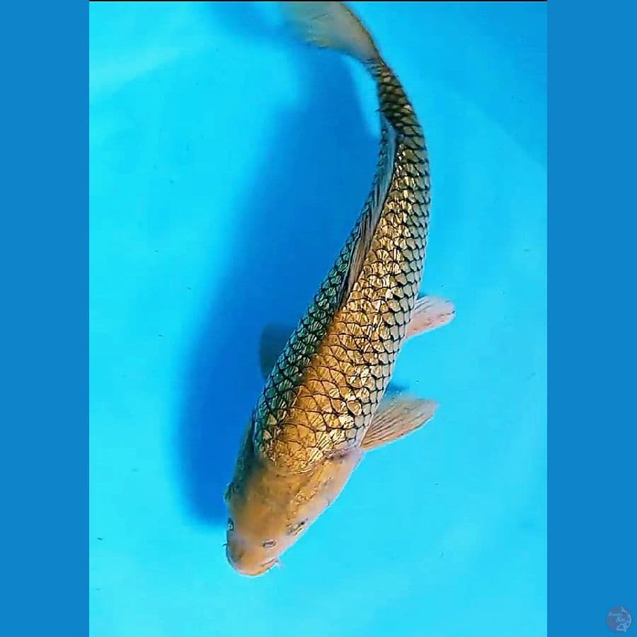35 cm midori full gin ml