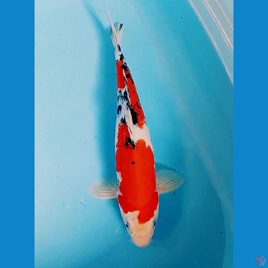 35 cm red strong taiso ml