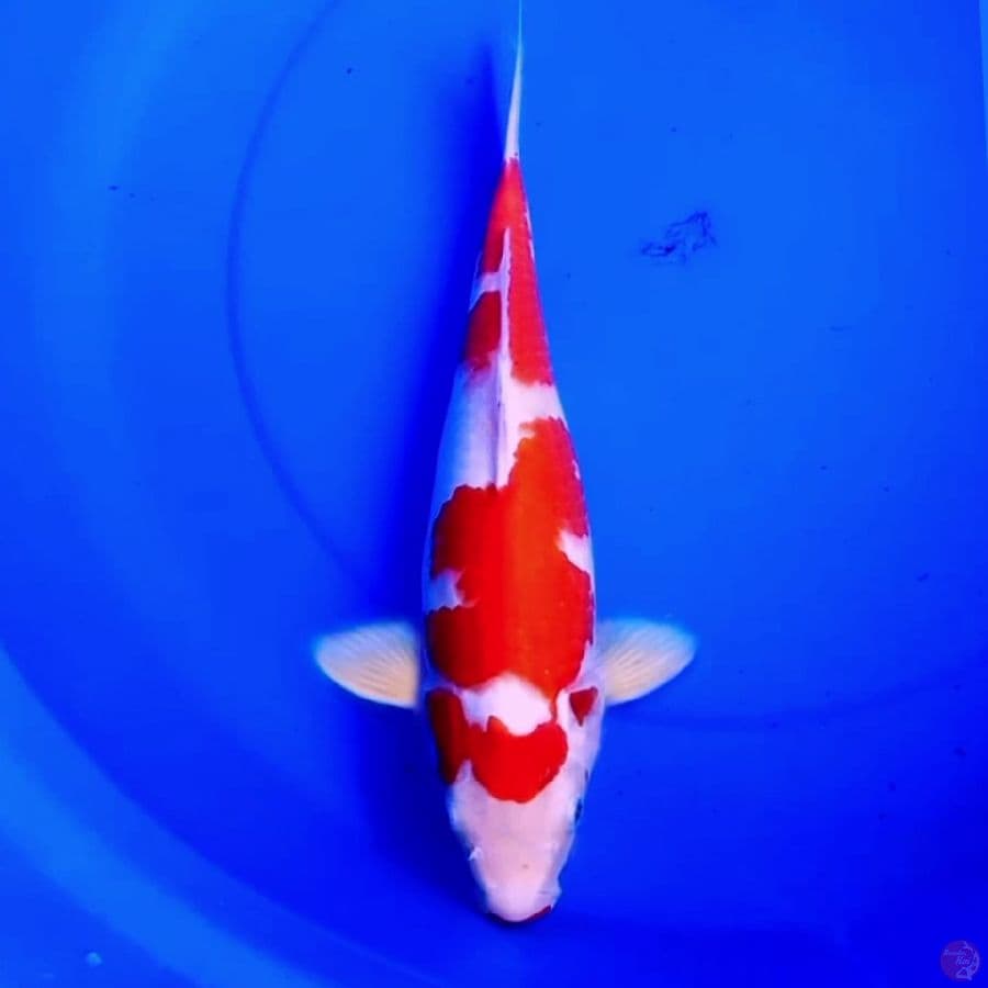 36cm KOHAKU RED FERRARI