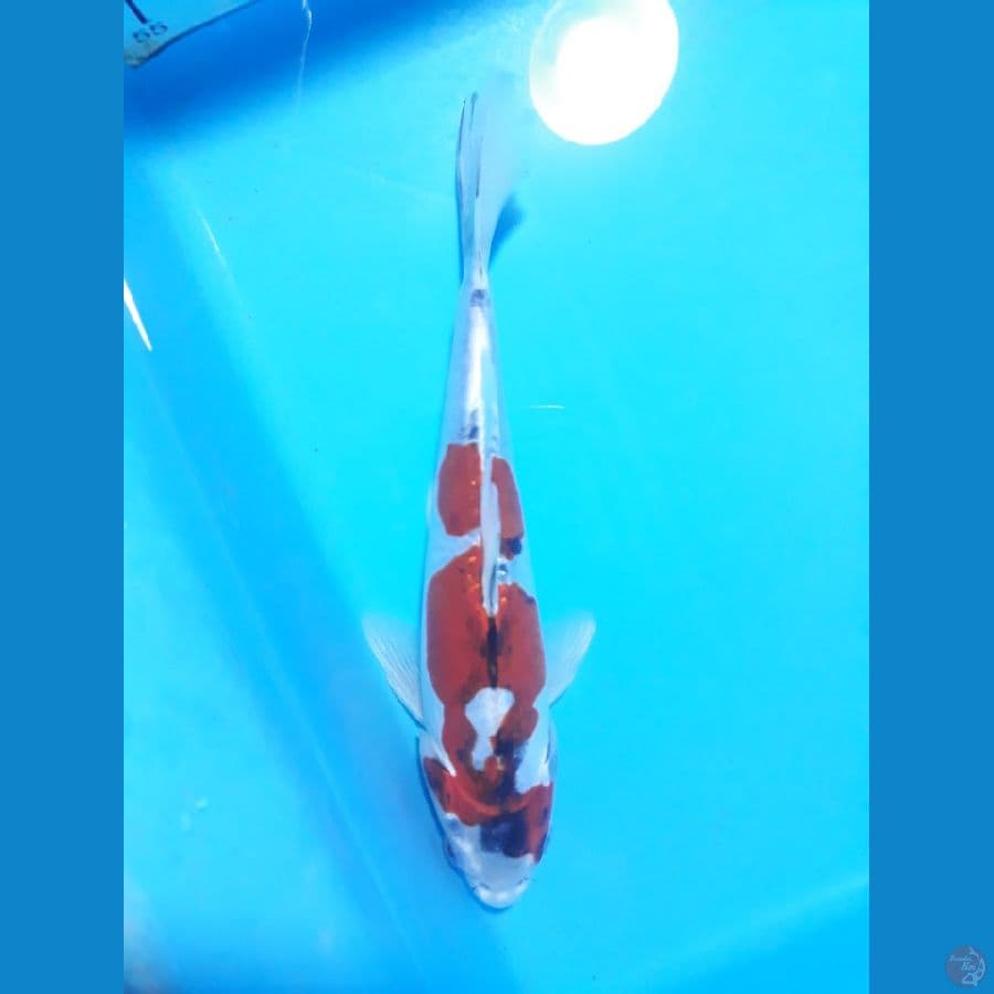 kiko 22cm