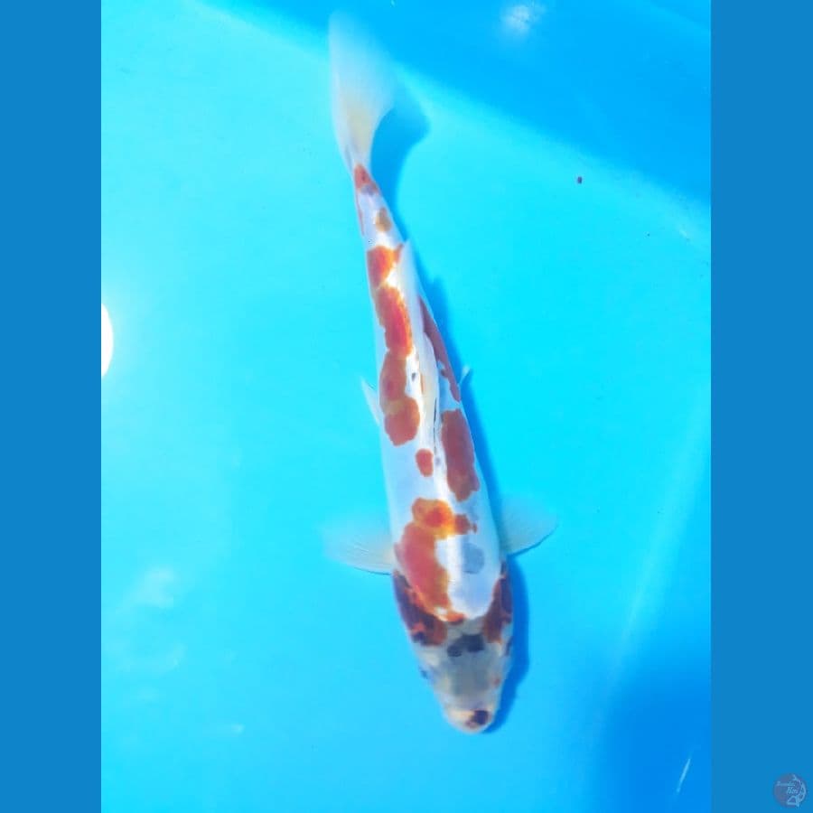 kiko 21cm