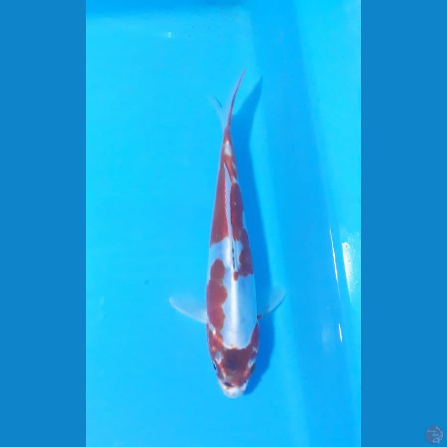 kiko 20cm