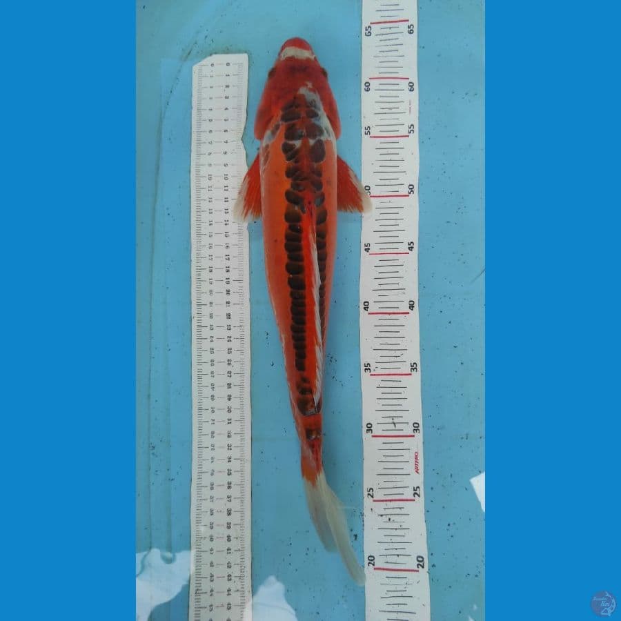 susui 41cm
