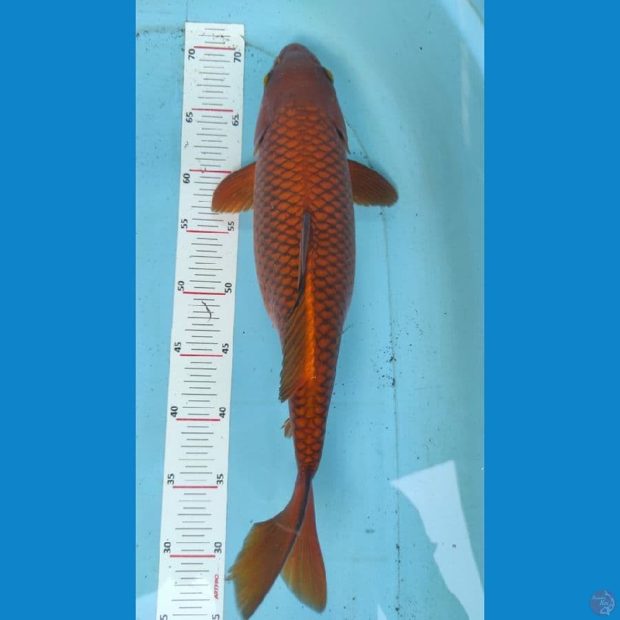chagoi 40cm