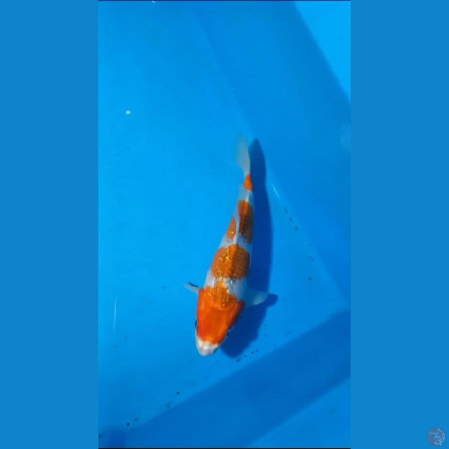 25 cm