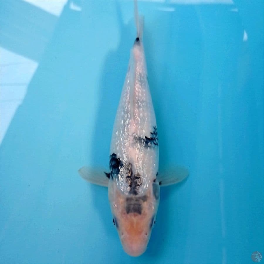 shiro ginrin, 26 cm