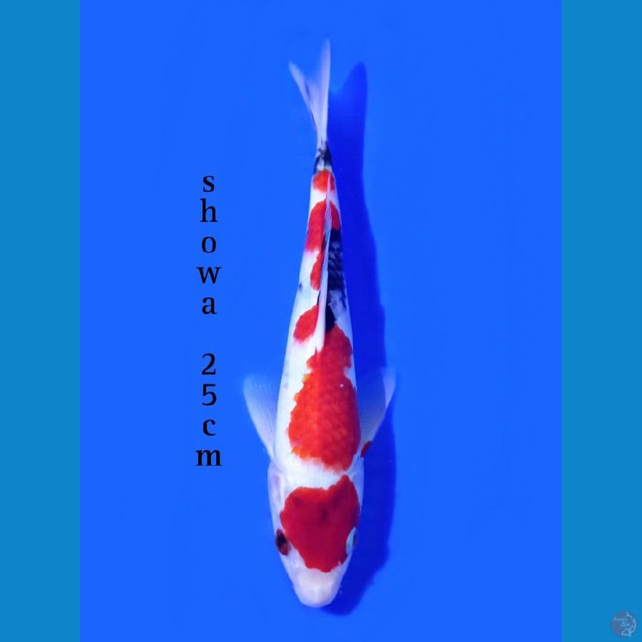 SHOWA 25CM