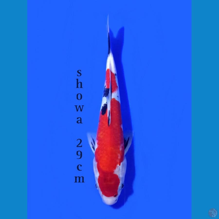 SHOWA 29CM