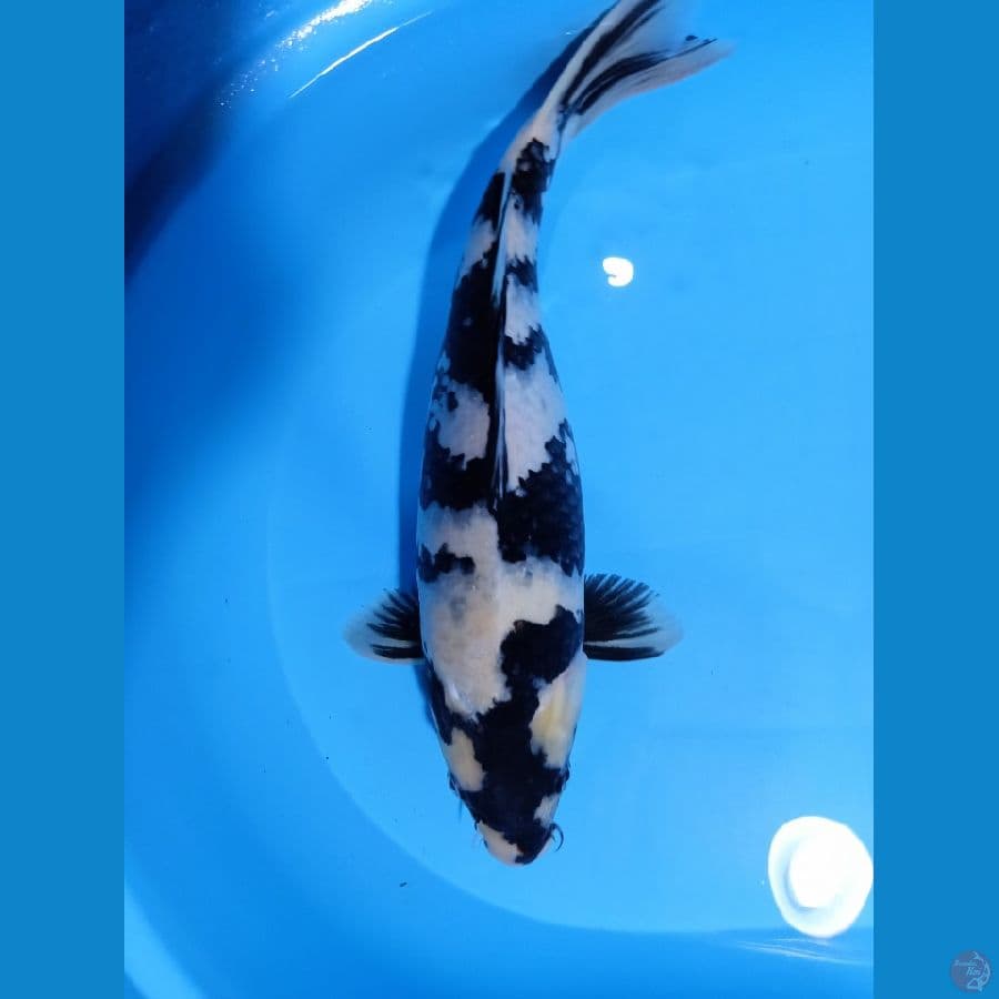 SHIROOOO FM 40CM