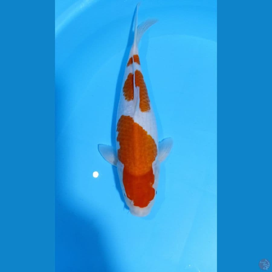 KOHAKU 3 STEPP FM 36CM