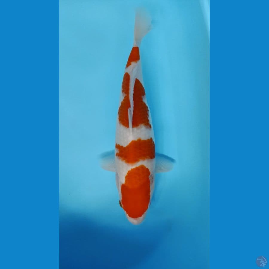 KOHAKU 4STEPP FM 37CM