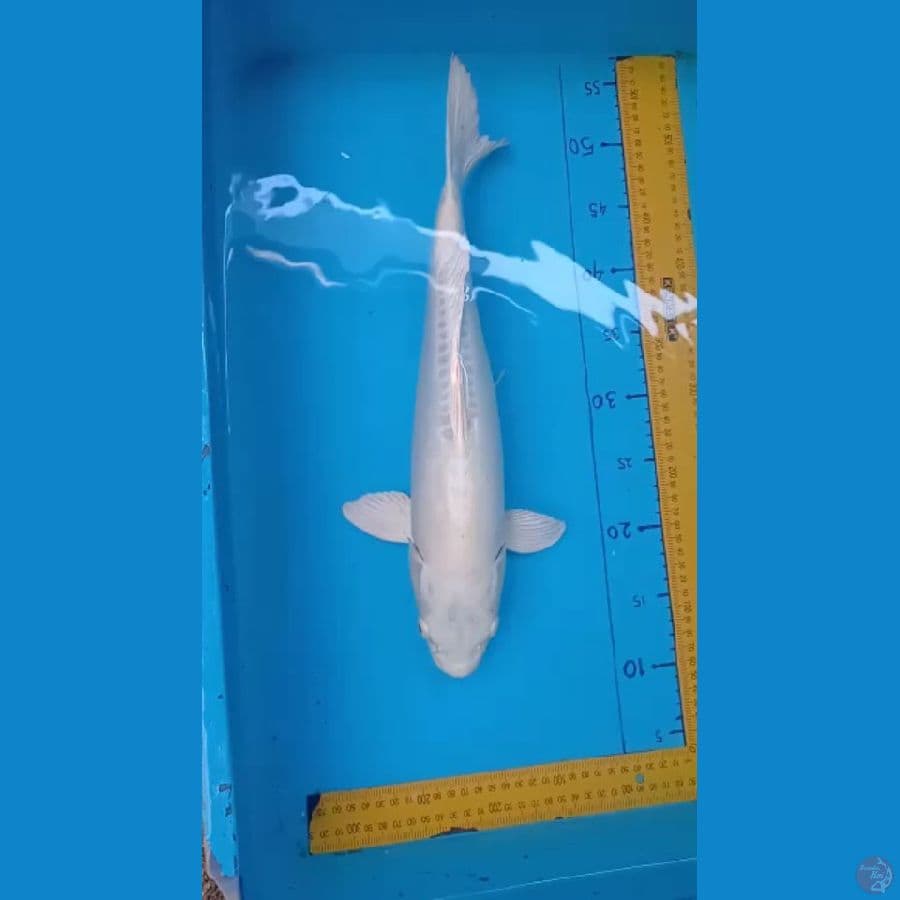 pelatitum doitsu male 45 cm.