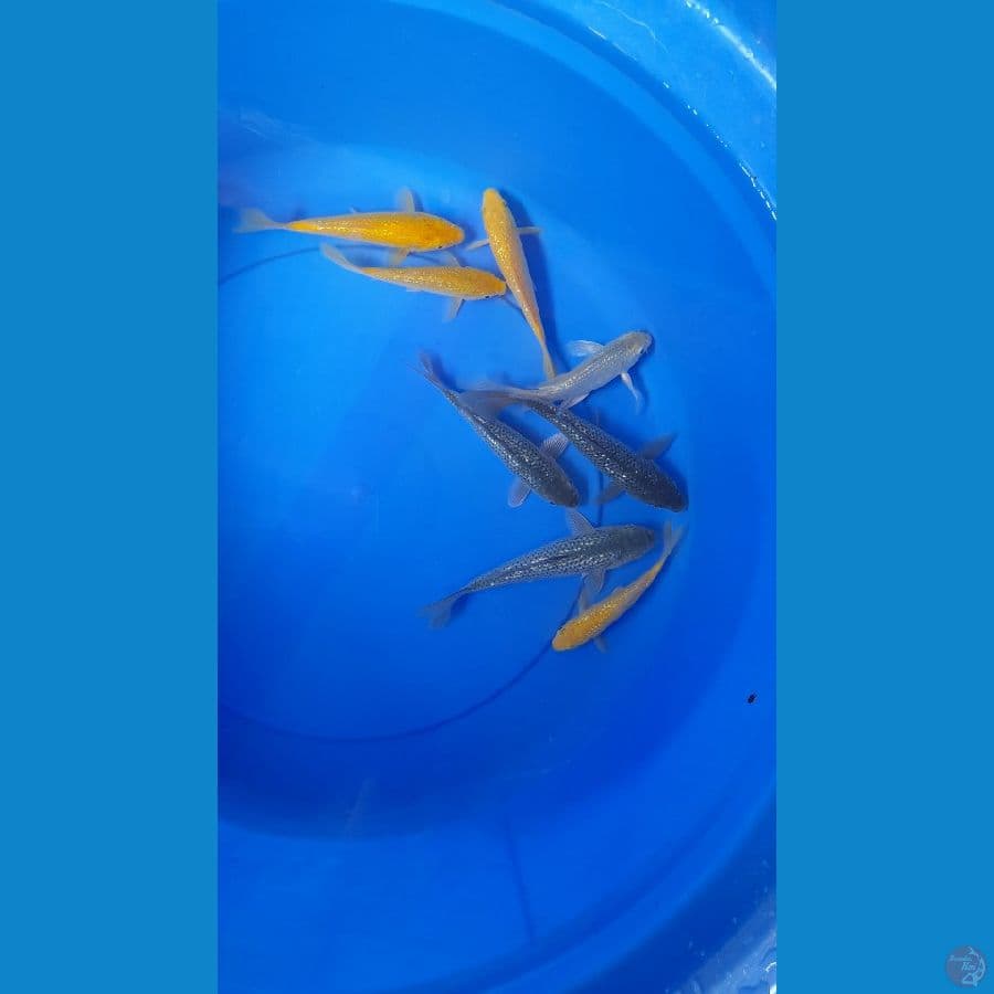 13-17cm 8 ekor gindrin