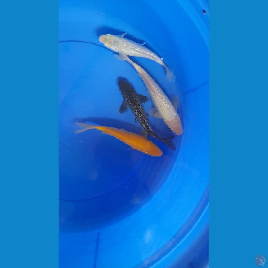 19-23cm 4 ekor karasi MM mix