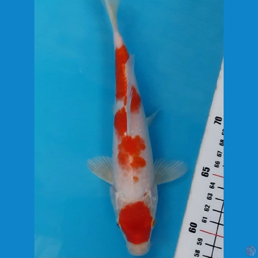 maruten kujaku 25cm