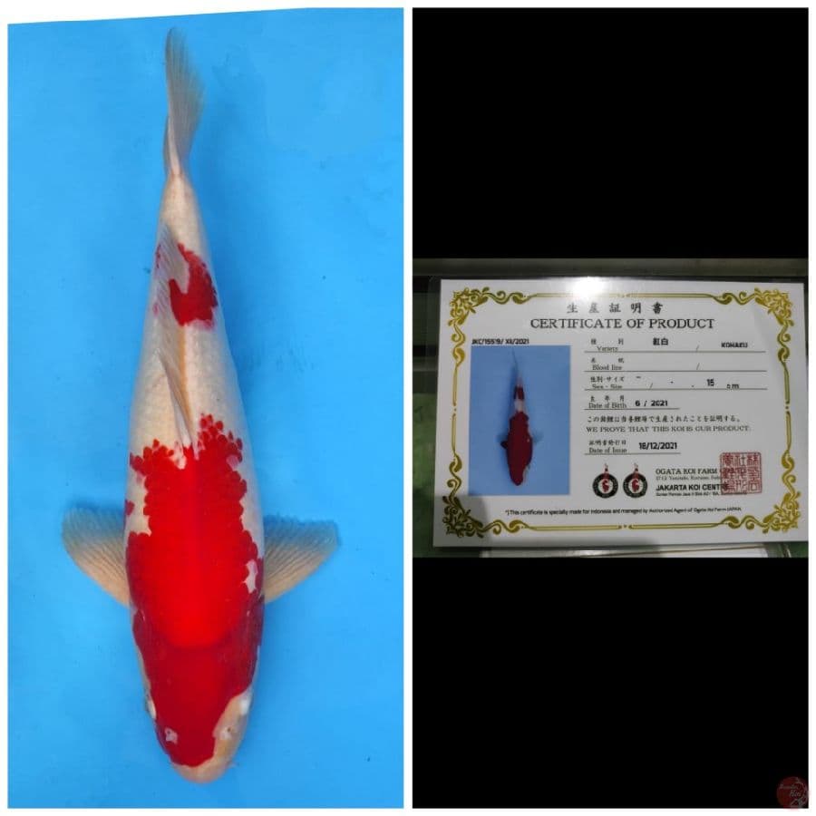 Ogata Kohaku Strong Red