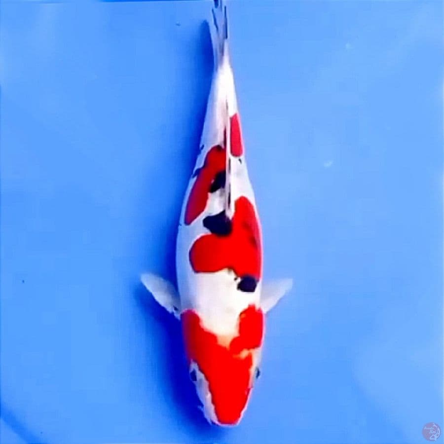 23cm DOITSU SANKE TSUBOSUMI