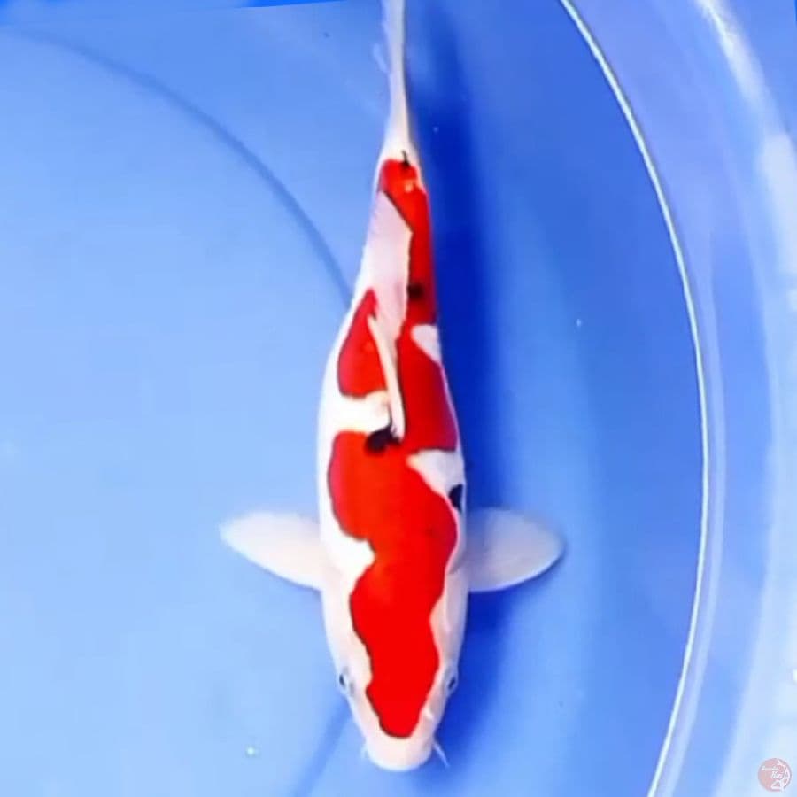 28cm INAZUMA SANKE DOITSU
