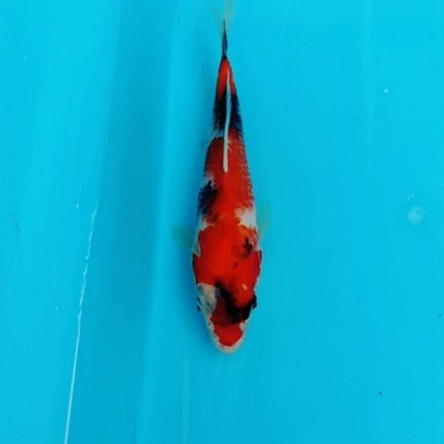 Showa mini jos