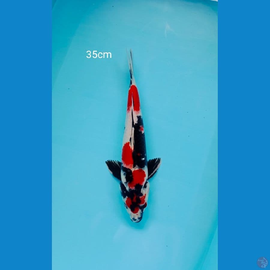 HQ Showa Motogoro Size 35cm