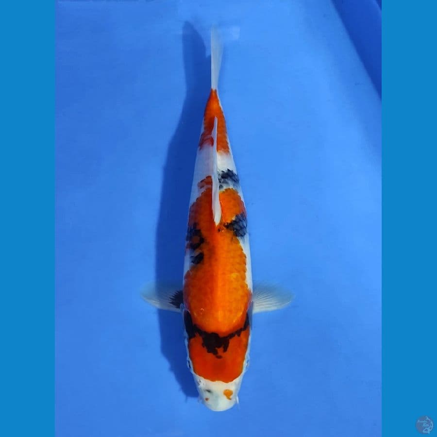 SHOWA GOOD SKIN - 31CM