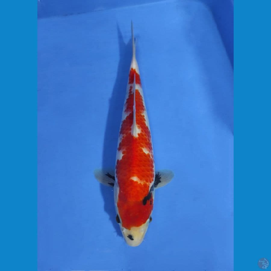 KINDAY SHOWA KANOKO - 27CM
