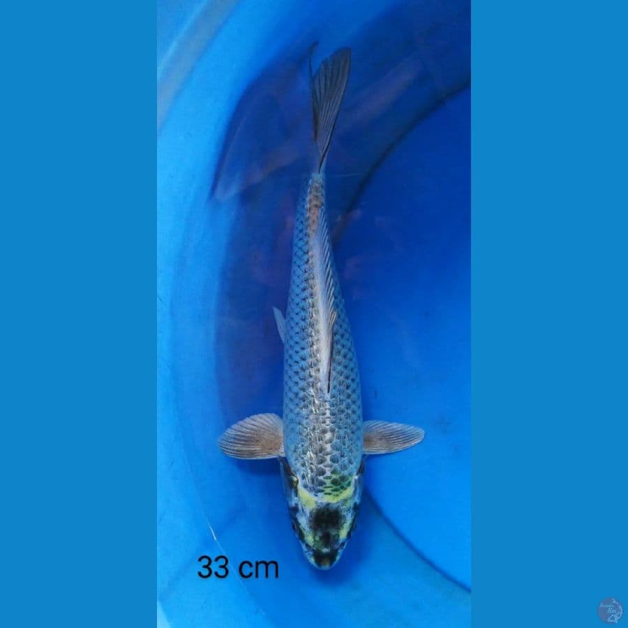mukashi 33 cm
