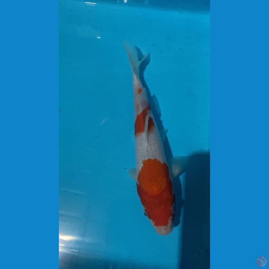 gosiki kanno koi farm 25cm