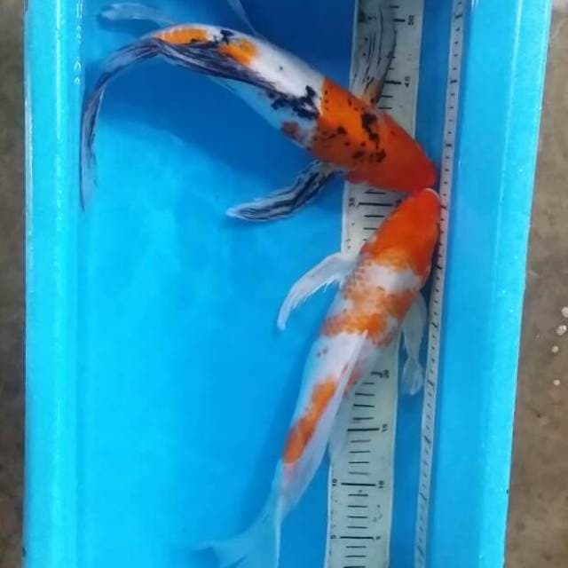 Koleksi kumpay 2ekor