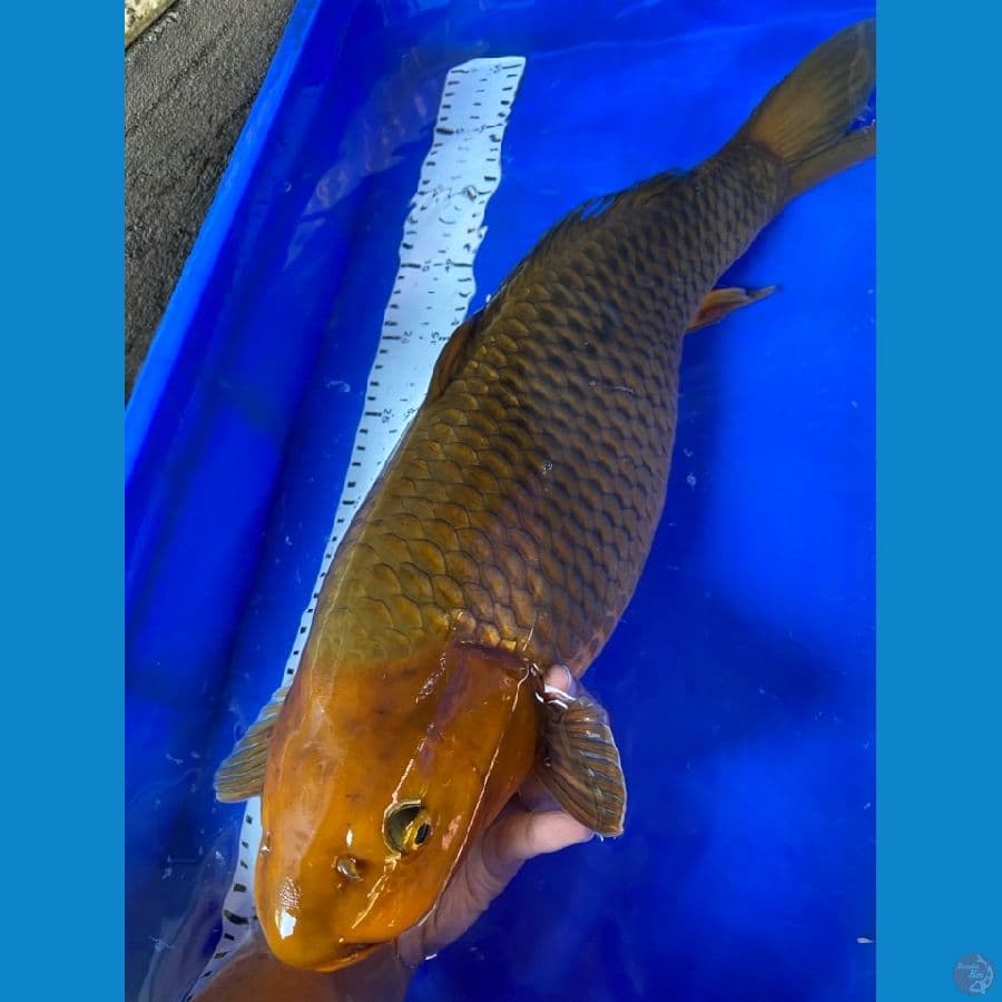 munuk 50 cm chagoi~ F