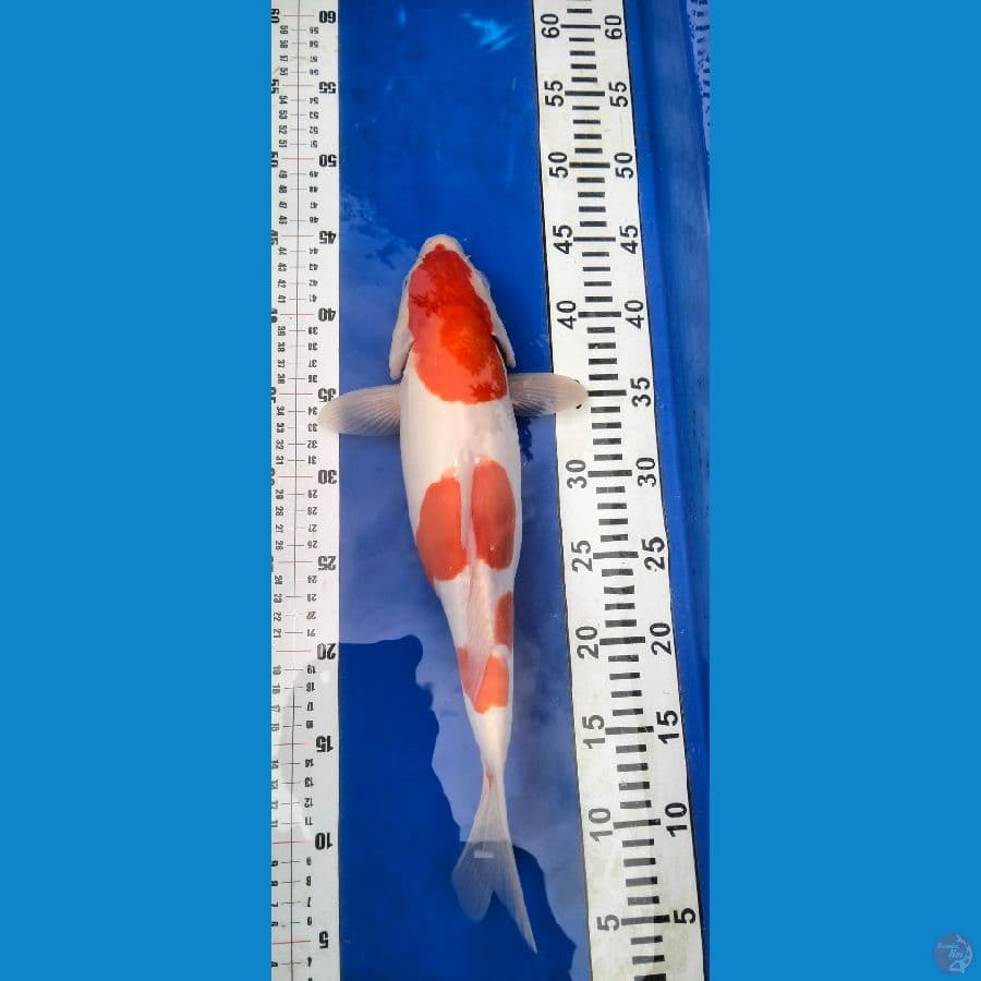 *KOHAKU DOITSU 37cm Female