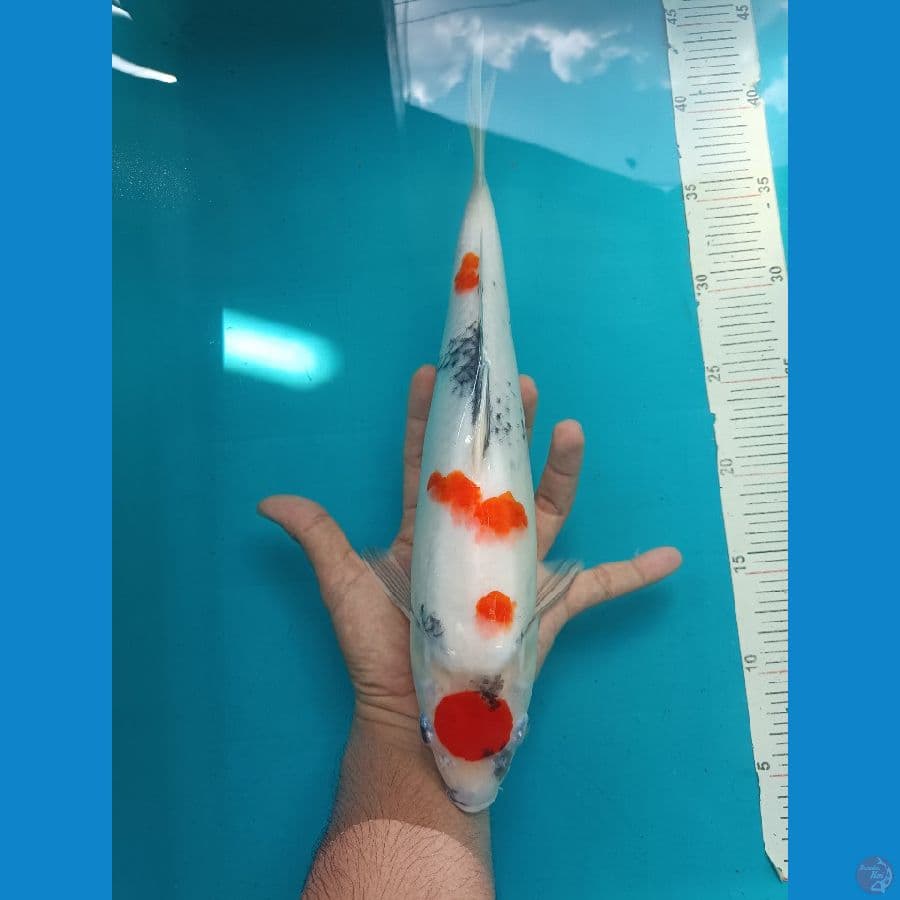 Tancho Showa 35 cm