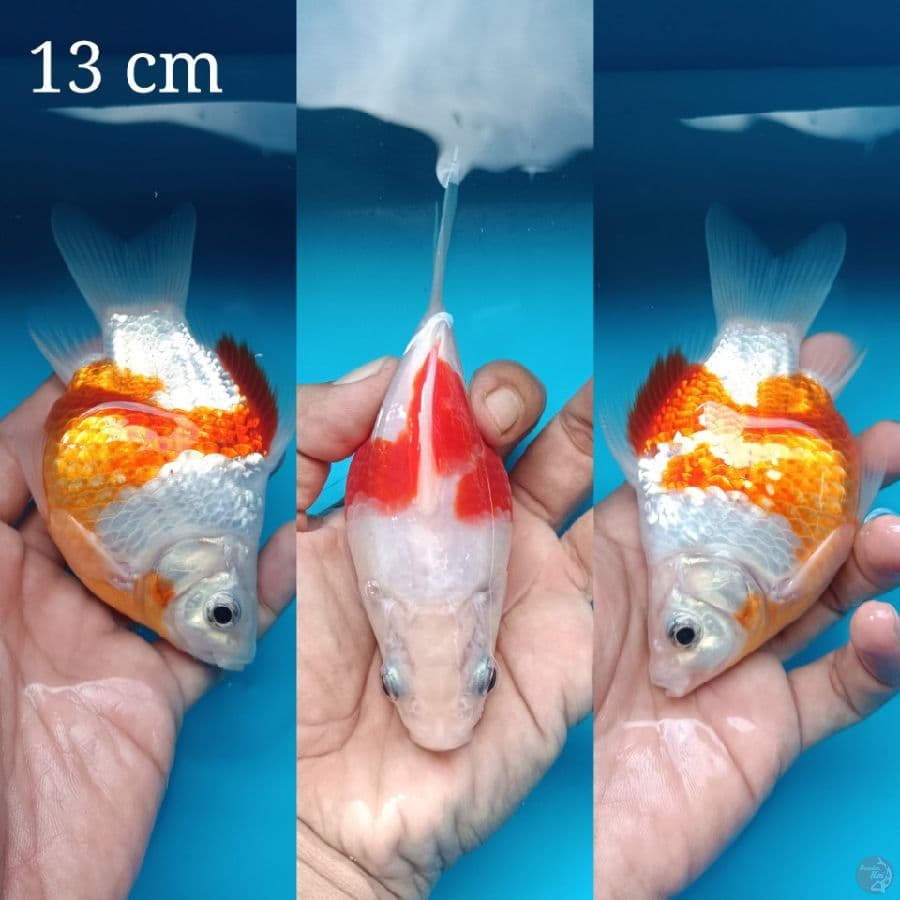 Tamasaba Short Tail